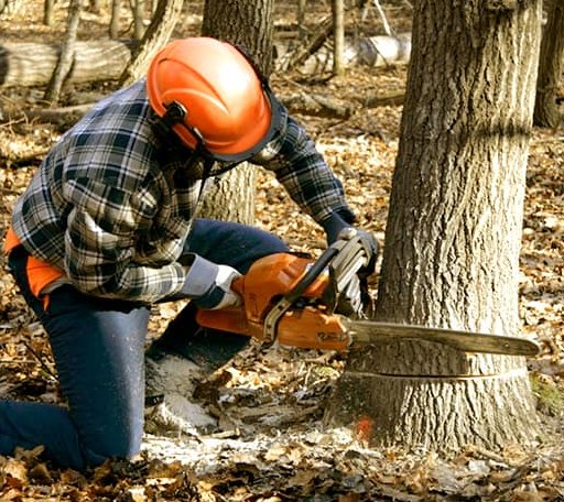 Tree Removal in Tazewell, VA